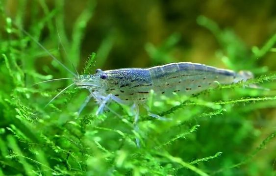 Amano Shrimp detail
