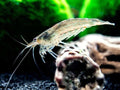 Amano Shrimp (Caridina multidentata) — wholesale algae-eating shrimp