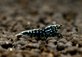 Black Pinto Shrimp