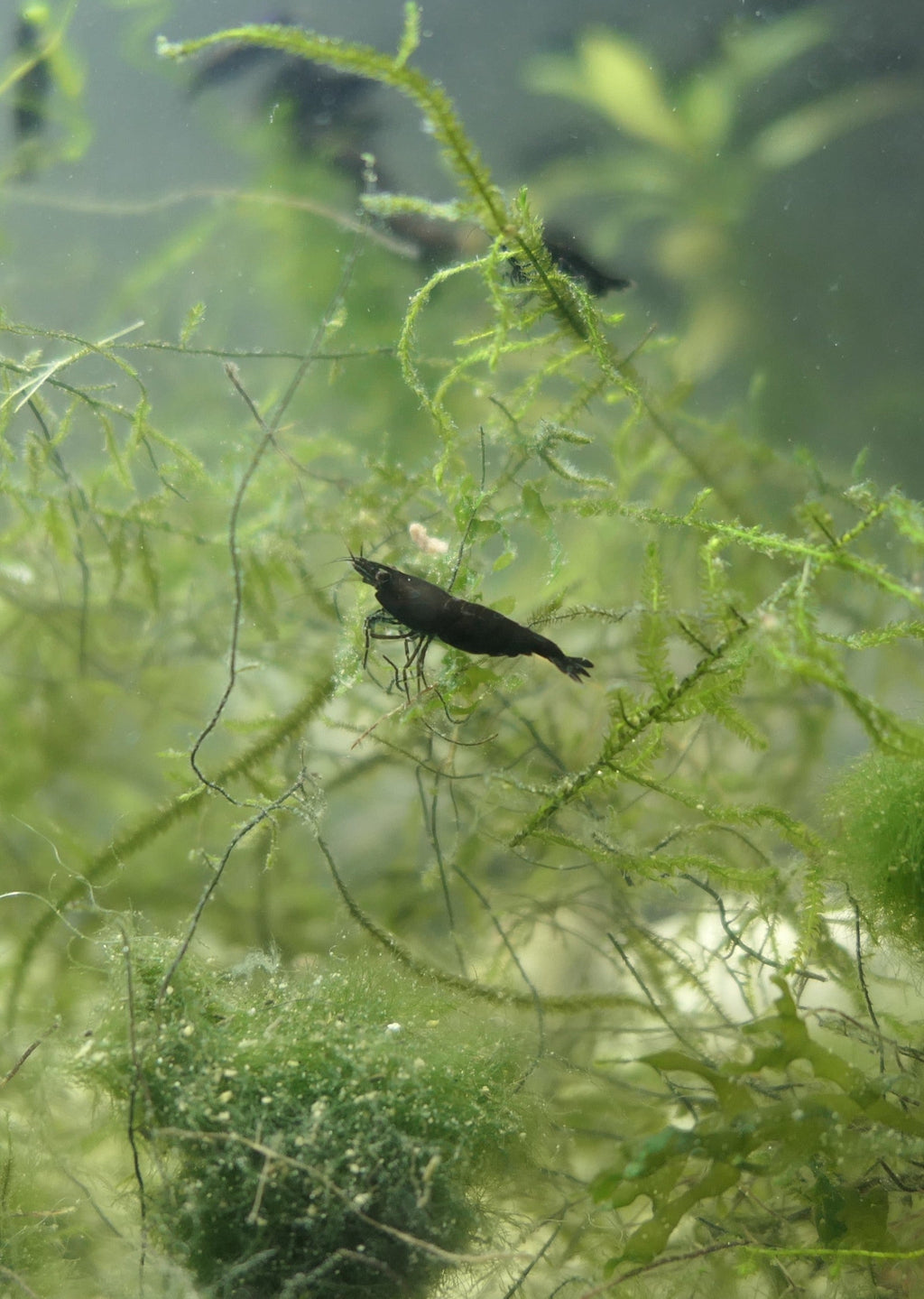 Black Rose Shrimp detail