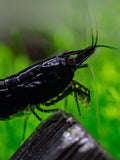 Black Rose Shrimp (Neocaridina davidi) — wholesale aquarium shrimp