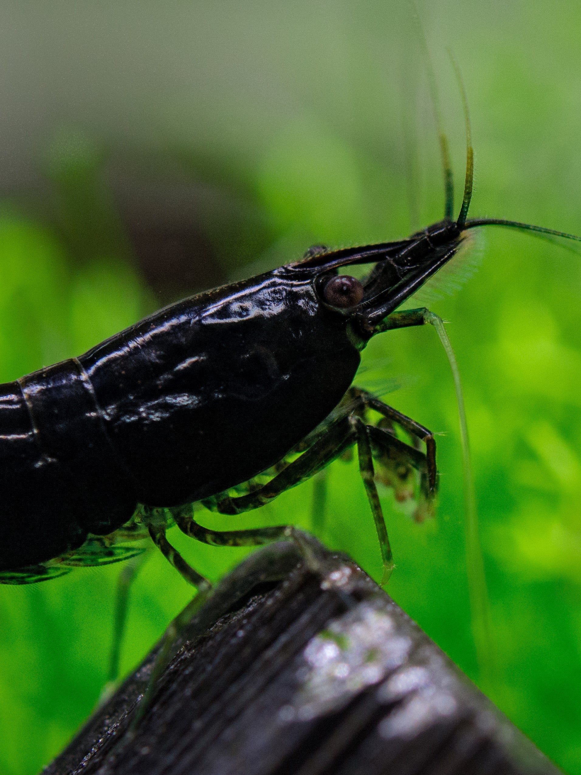 Black Rose Shrimp (Neocaridina davidi) — wholesale aquarium shrimp