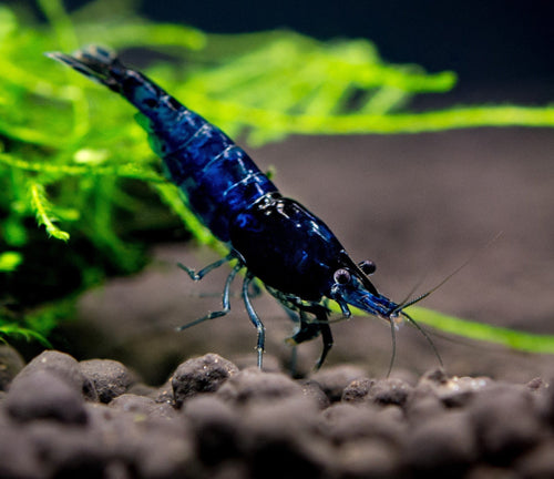Blue Dream Shrimp (Neocaridina davidi) — wholesale aquarium shrimp