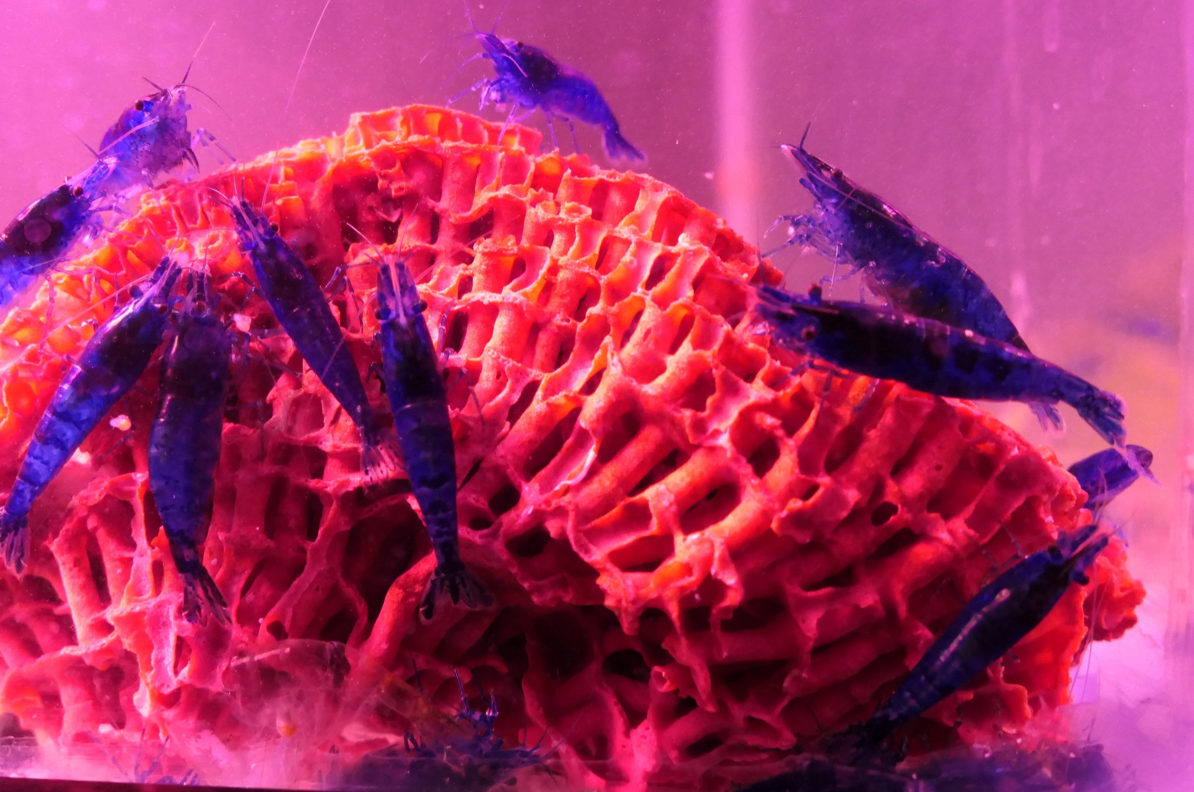 Blue Dream Shrimp detail