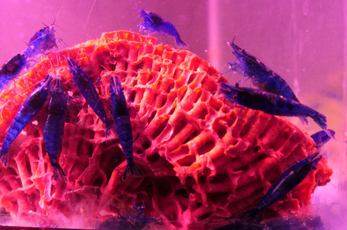 Blue Dream Shrimp detail
