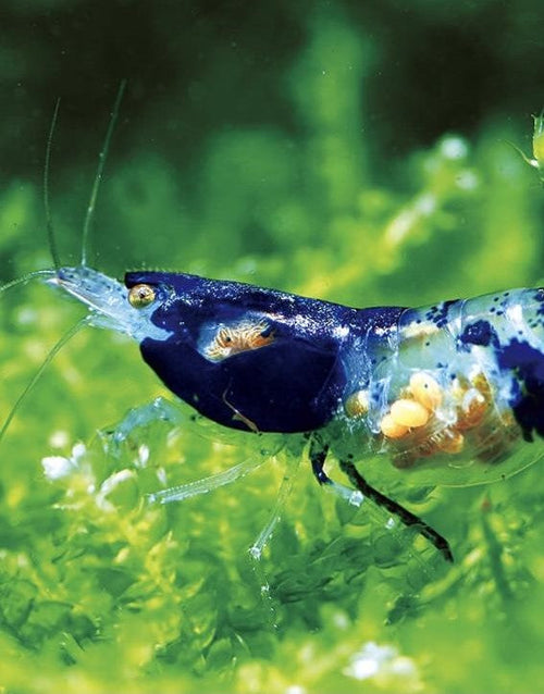 Blue Rili Shrimp (Neocaridina davidi) — wholesale aquarium shrimp