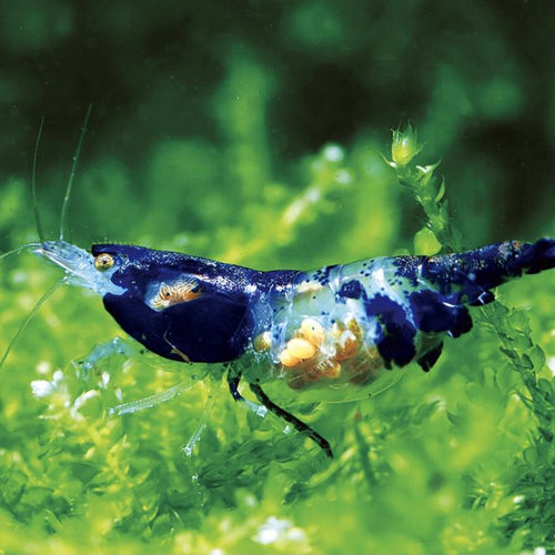 Blue Rili Shrimp detail