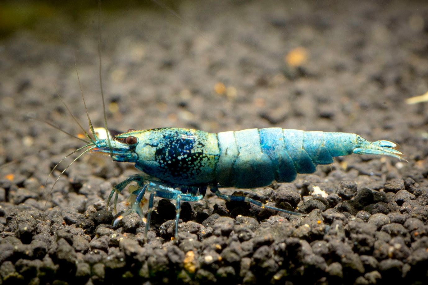 Blue Bolt Shrimp (Caridina cf. cantonensis), a deep-blue Taiwan Bee variety. Photo by Marcus Hafermann, CC BY-SA 3.0.