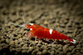 Representative image of a deep-red Taiwan Bee (Caridina cf. cantonensis 'Red Ruby'), shown as a stand-in for Red King Kong Shrimp. Photo by Marcus Hafermann, CC BY-SA 3.0.