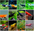 Neocaridina Rainbow Pack mixed color shrimp