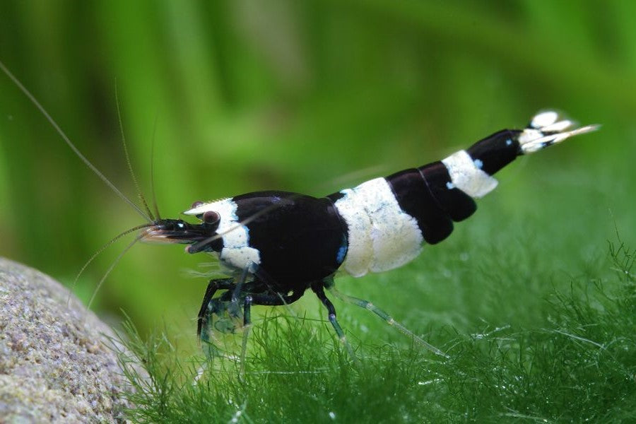 Crystal Black Shrimp (Caridina cantonensis) — wholesale aquarium shrimp