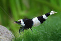 Crystal Black Shrimp (Caridina cantonensis) — wholesale aquarium shrimp