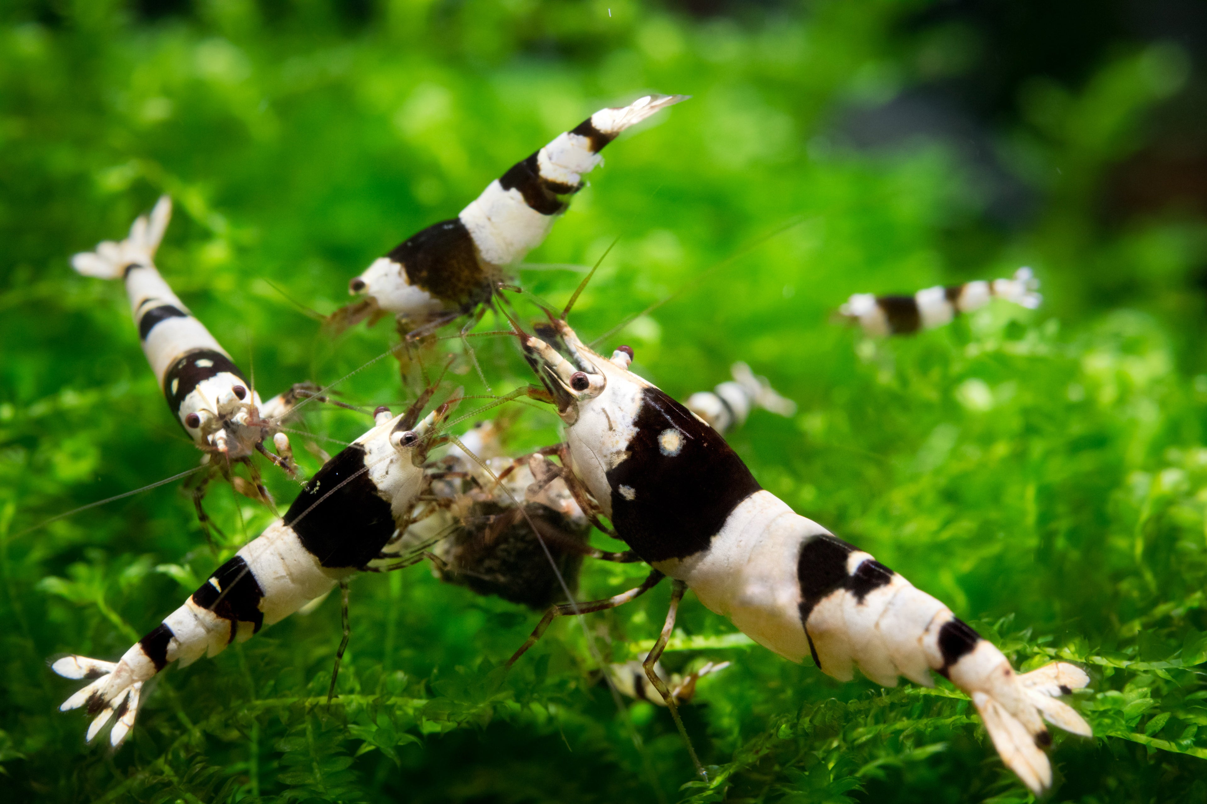 Crystal Black Shrimp detail