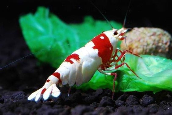 Crystal Red and Crystal Black Caridina shrimp
