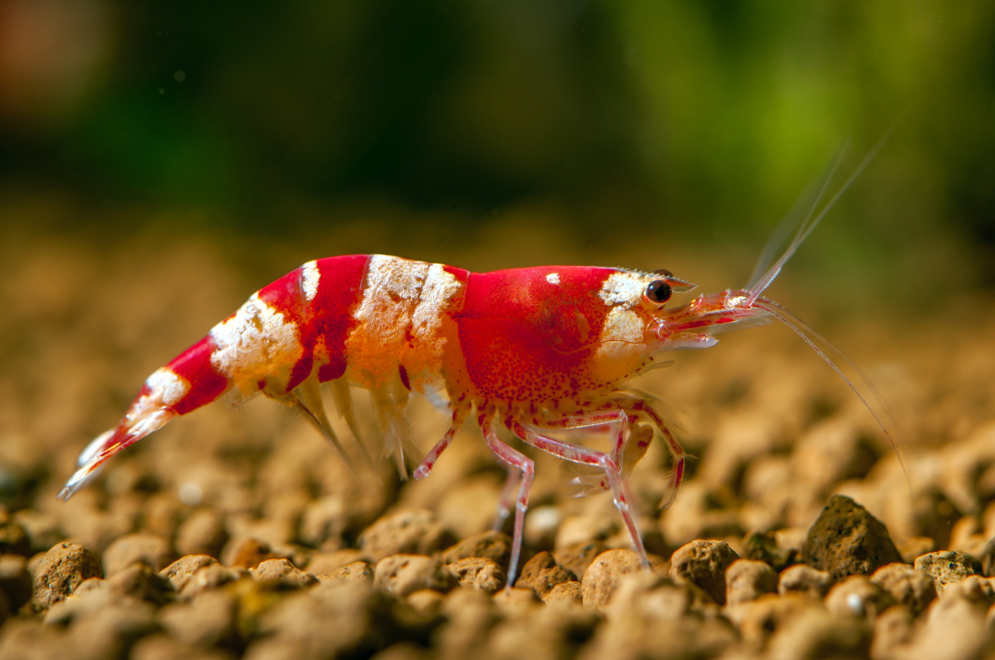 Crystal Red Shrimp detail
