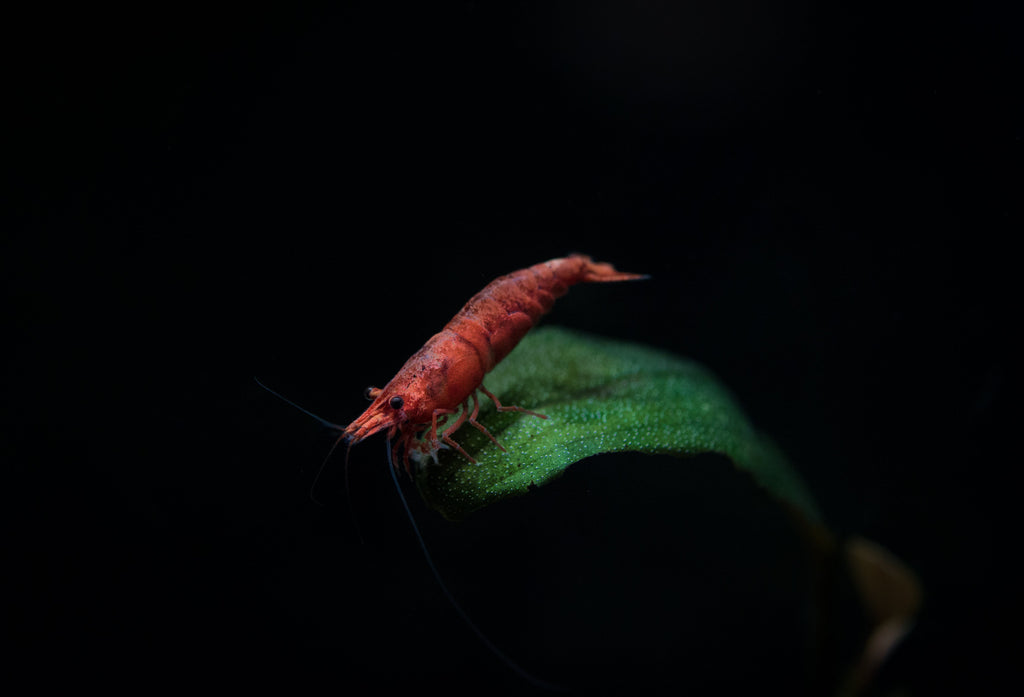 Painted Fire Red Shrimp colony