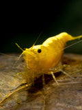 Yellow Goldenback Shrimp (Neocaridina davidi) — wholesale aquarium shrimp