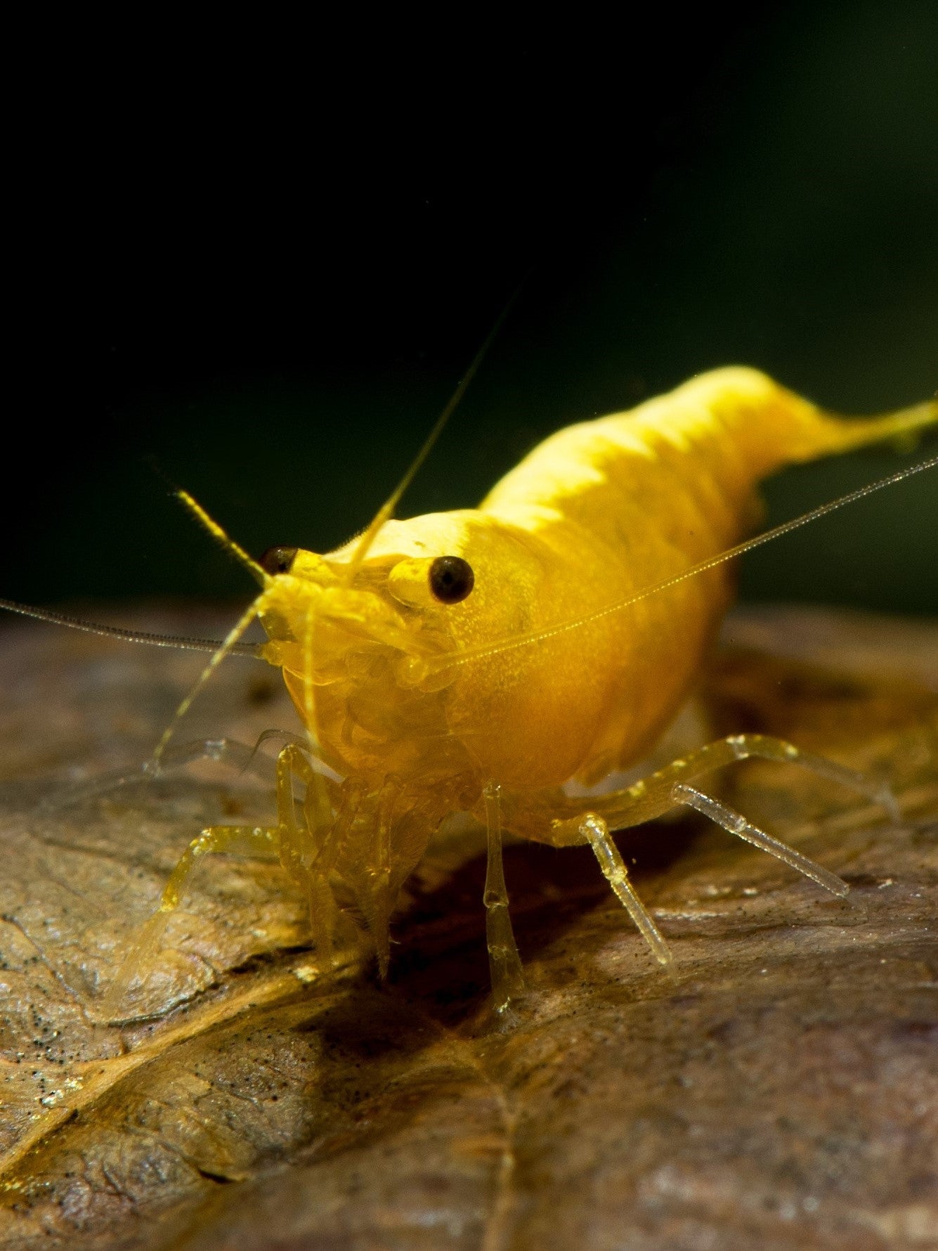 Yellow Goldenback Shrimp (Neocaridina davidi) — wholesale aquarium shrimp