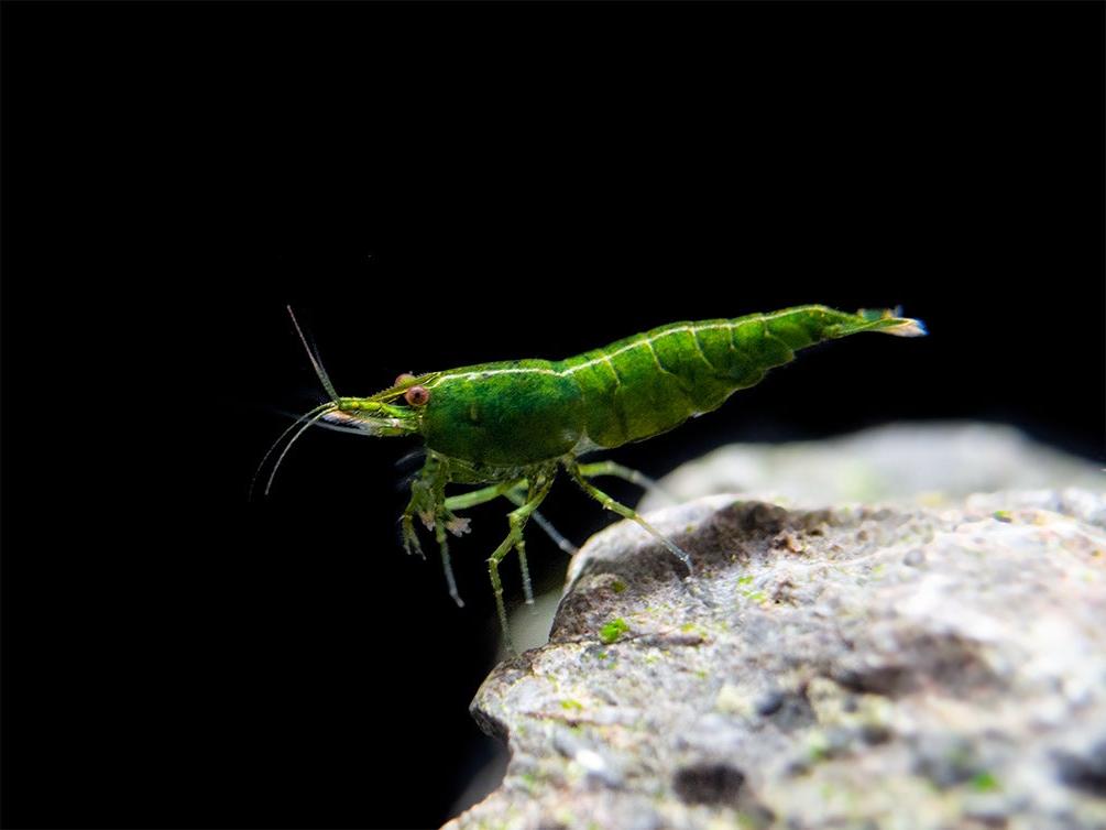 Green Jade shrimp grazing on moss