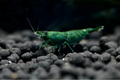 Green Jade Shrimp (Neocaridina davidi) — wholesale aquarium shrimp
