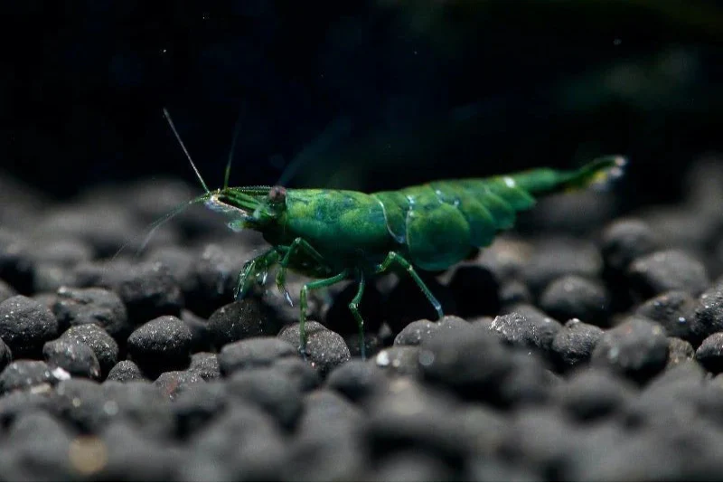 Green Jade Shrimp (Neocaridina davidi) — wholesale aquarium shrimp