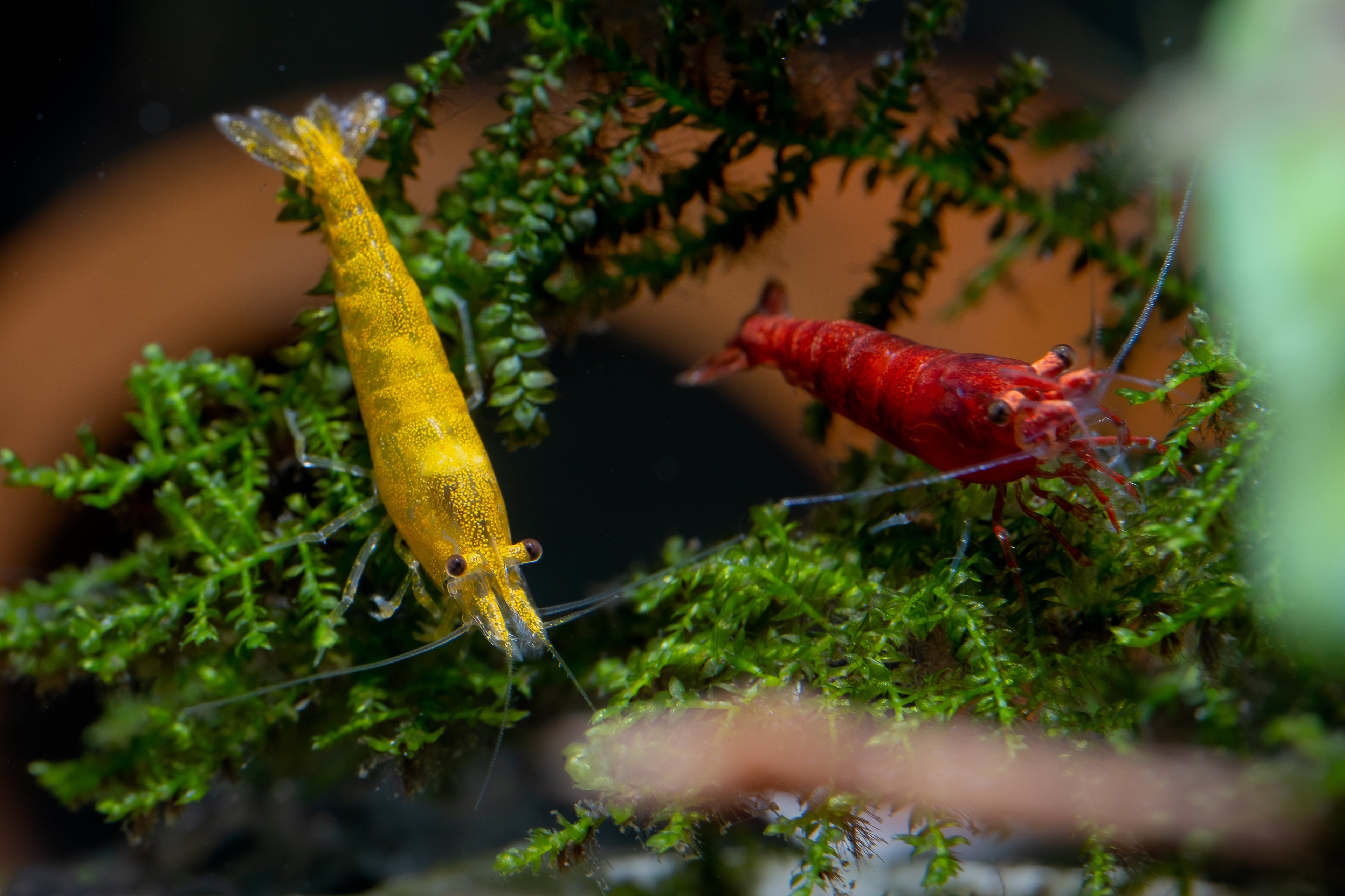 Mixed colony of coloured freshwater shrimp on driftwood