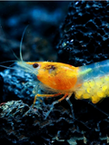 Orange Rili Shrimp (Neocaridina davidi) — wholesale aquarium shrimp