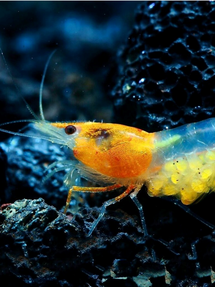 Orange Rili Shrimp (Neocaridina davidi) — wholesale aquarium shrimp