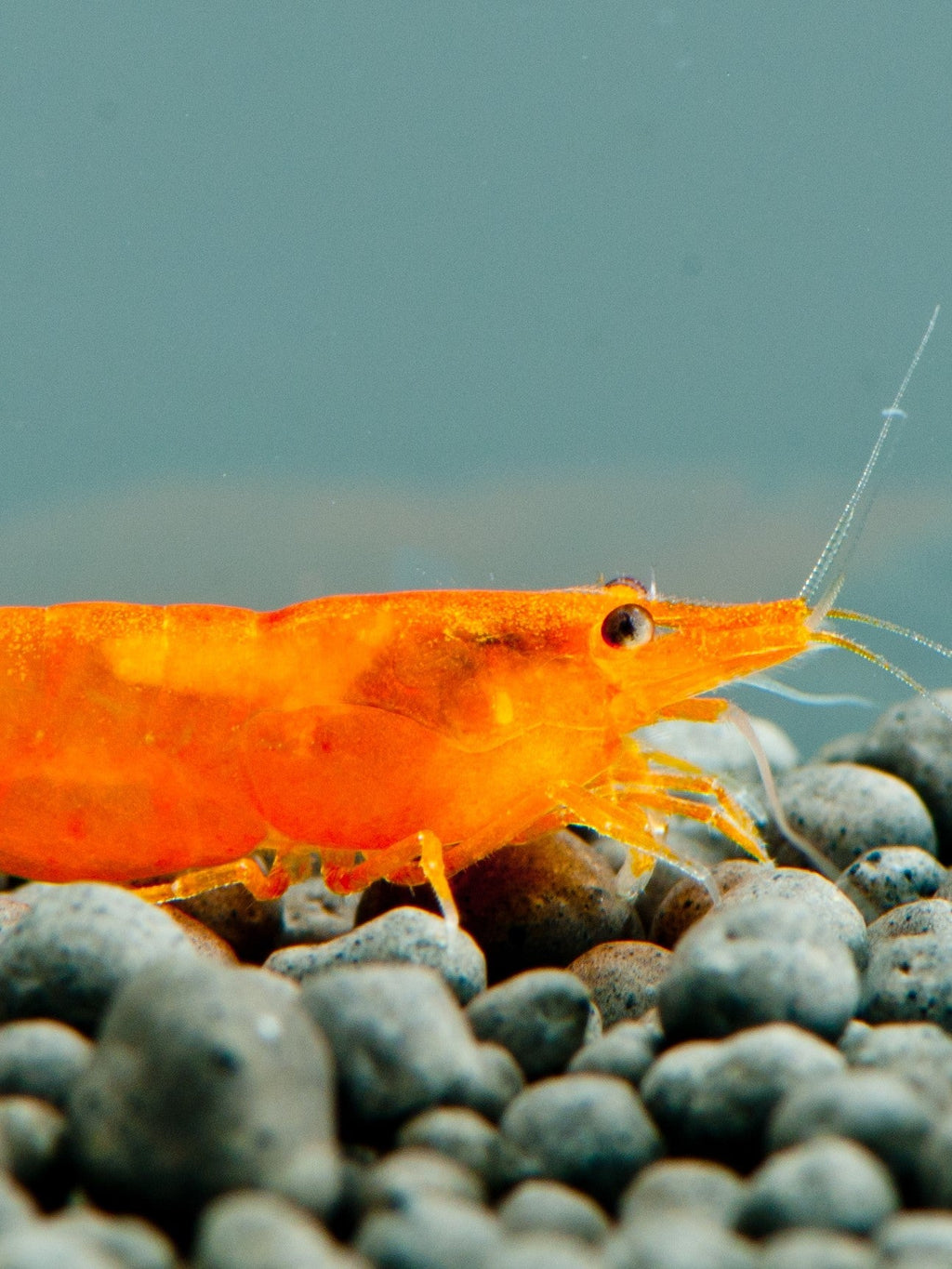 Sunkist Pumpkin Orange Shrimp (Neocaridina davidi) — wholesale aquarium shrimp