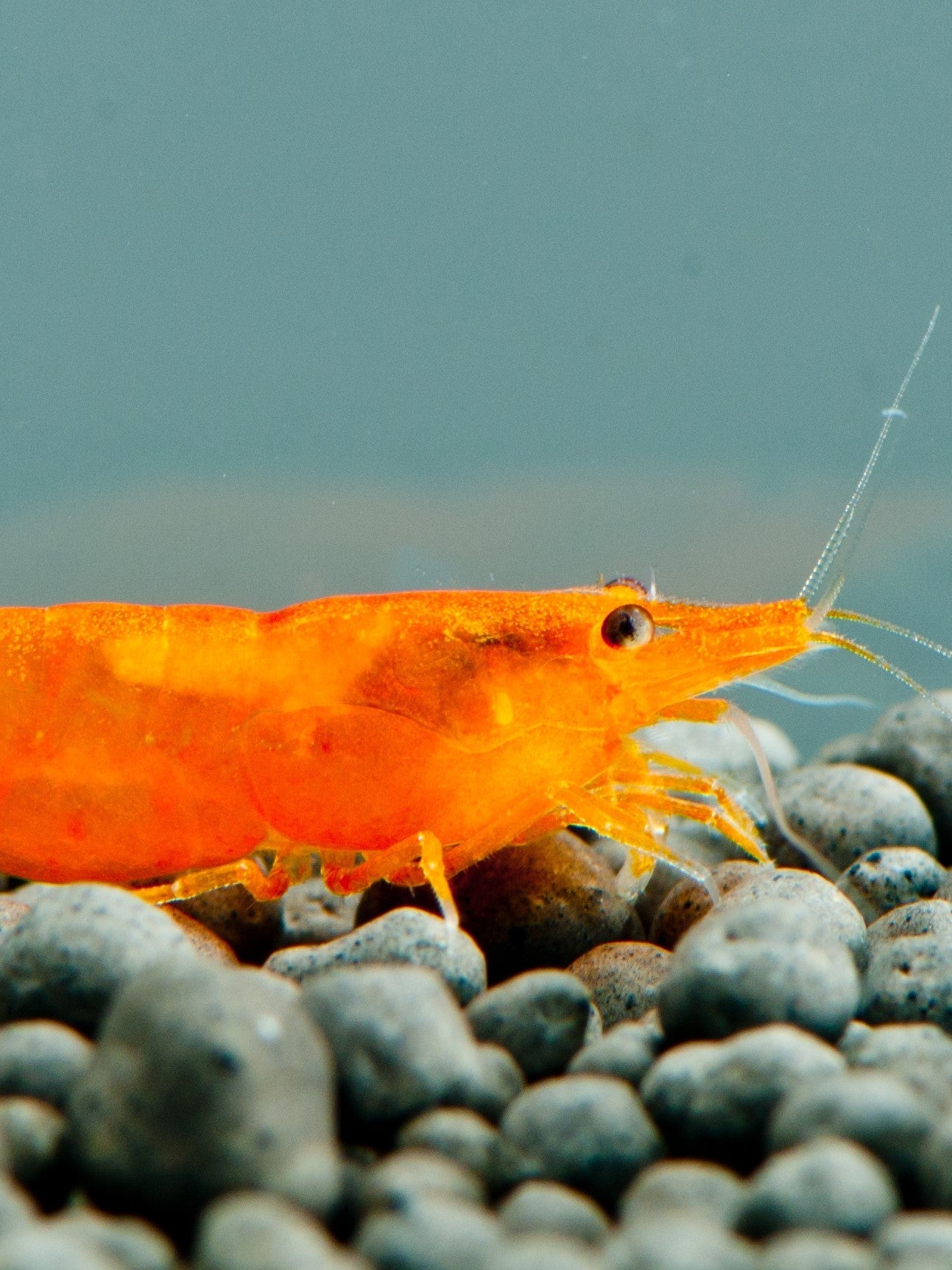 Sunkist Pumpkin Orange Shrimp (Neocaridina davidi) — wholesale aquarium shrimp