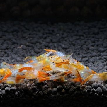 Orange Rili Shrimp detail