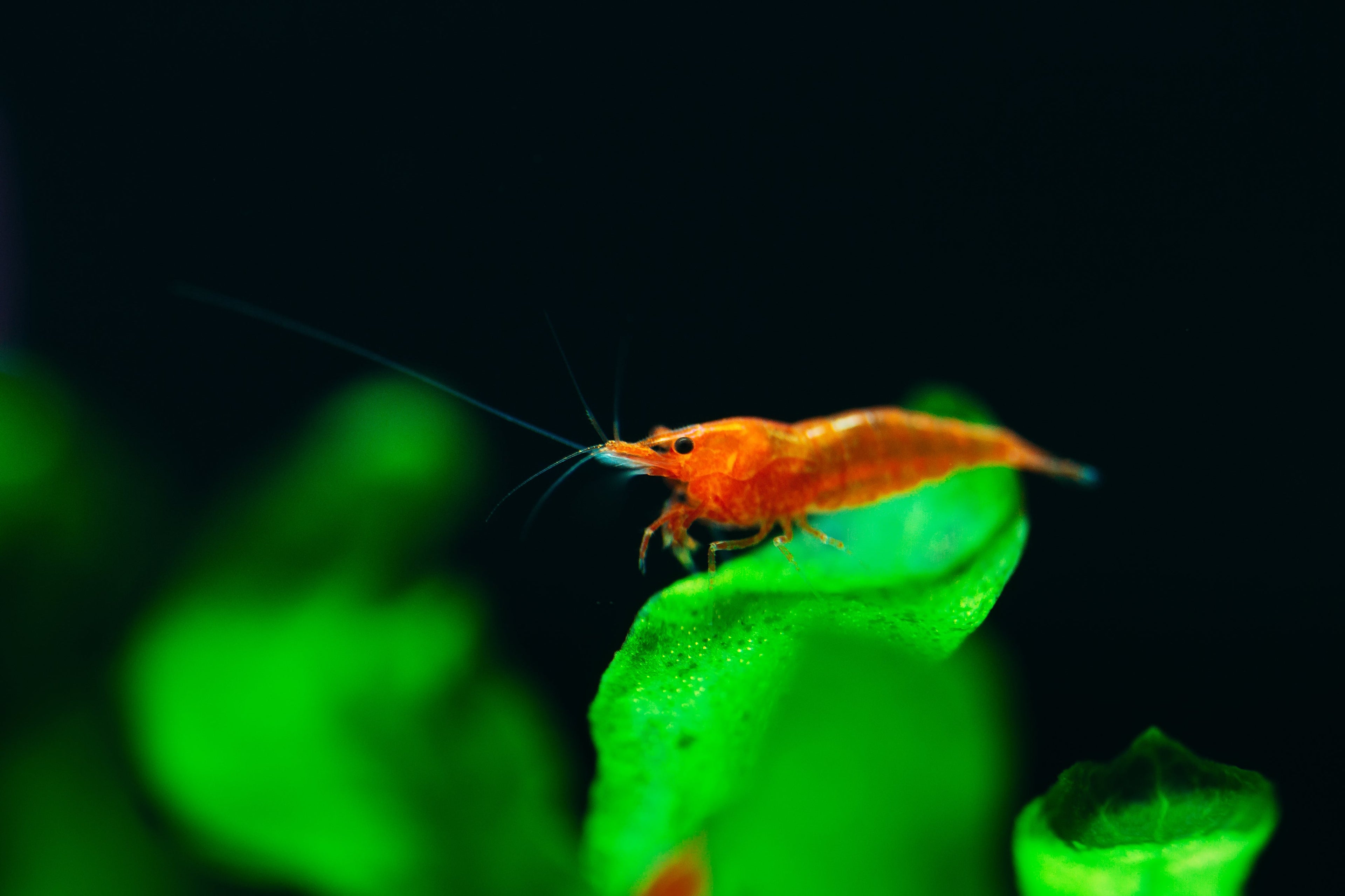 Sunkist Pumpkin Orange Shrimp colony