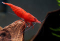 Painted Fire Red Shrimp (Neocaridina davidi) — wholesale aquarium shrimp
