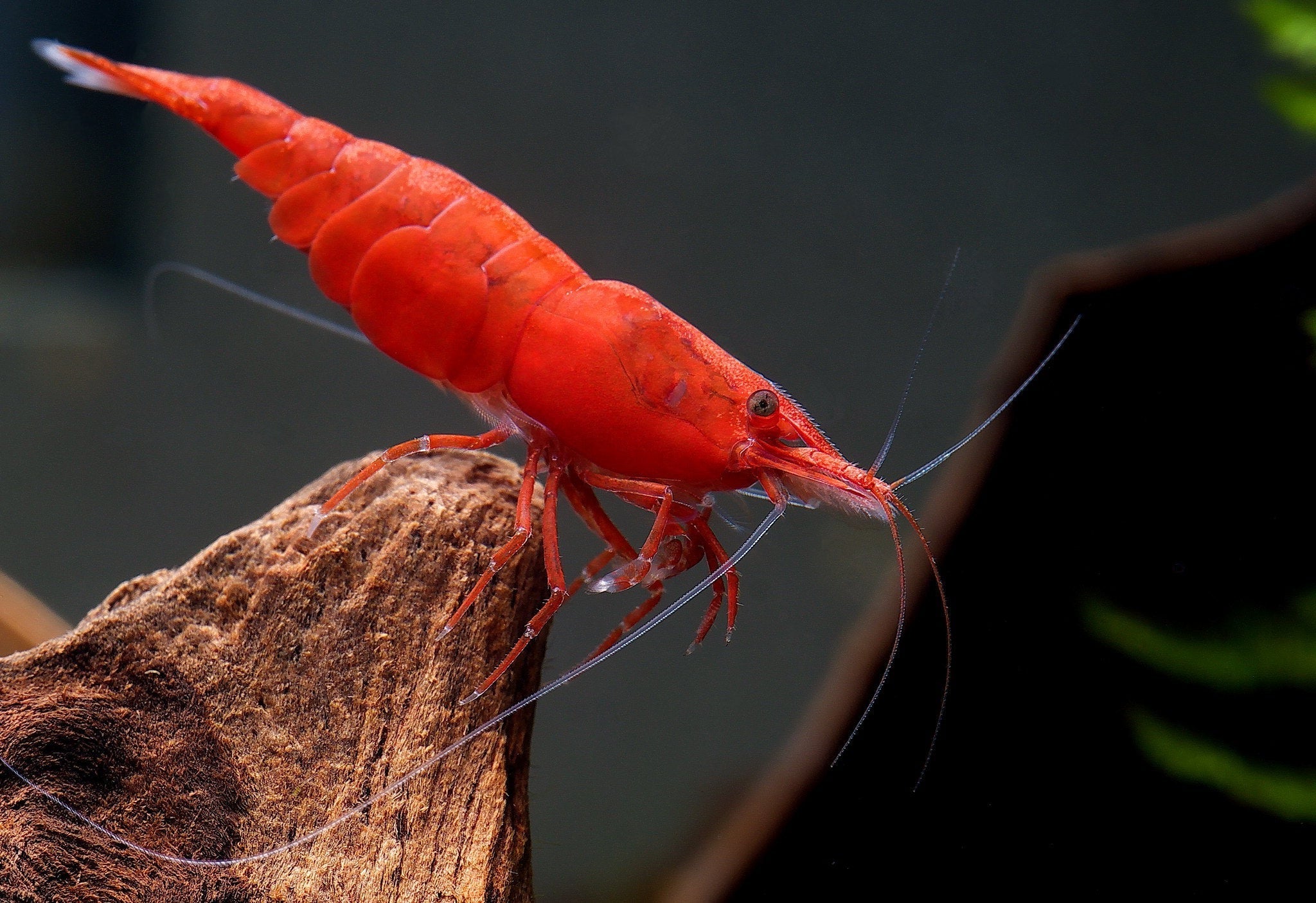 Painted Fire Red Shrimp (Neocaridina davidi) — wholesale aquarium shrimp