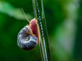 Cleanup crew of snails and Amano shrimp