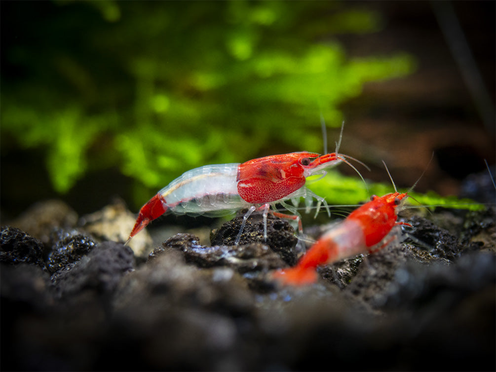 Red Rili Shrimp detail