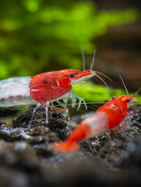 Red Rili Shrimp (Neocaridina davidi) — wholesale aquarium shrimp