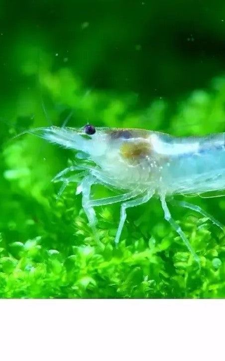 Snowball White Shrimp detail