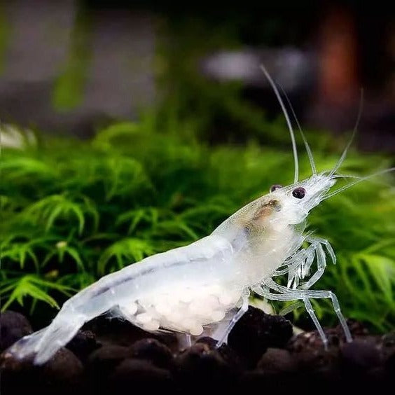 Snowball White Shrimp (Neocaridina davidi) — wholesale aquarium shrimp