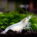 Snowball White Shrimp (Neocaridina davidi) — wholesale aquarium shrimp