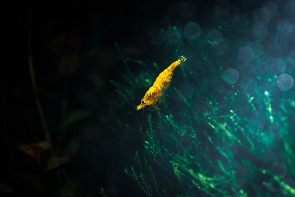 Yellow Goldenback Shrimp colony