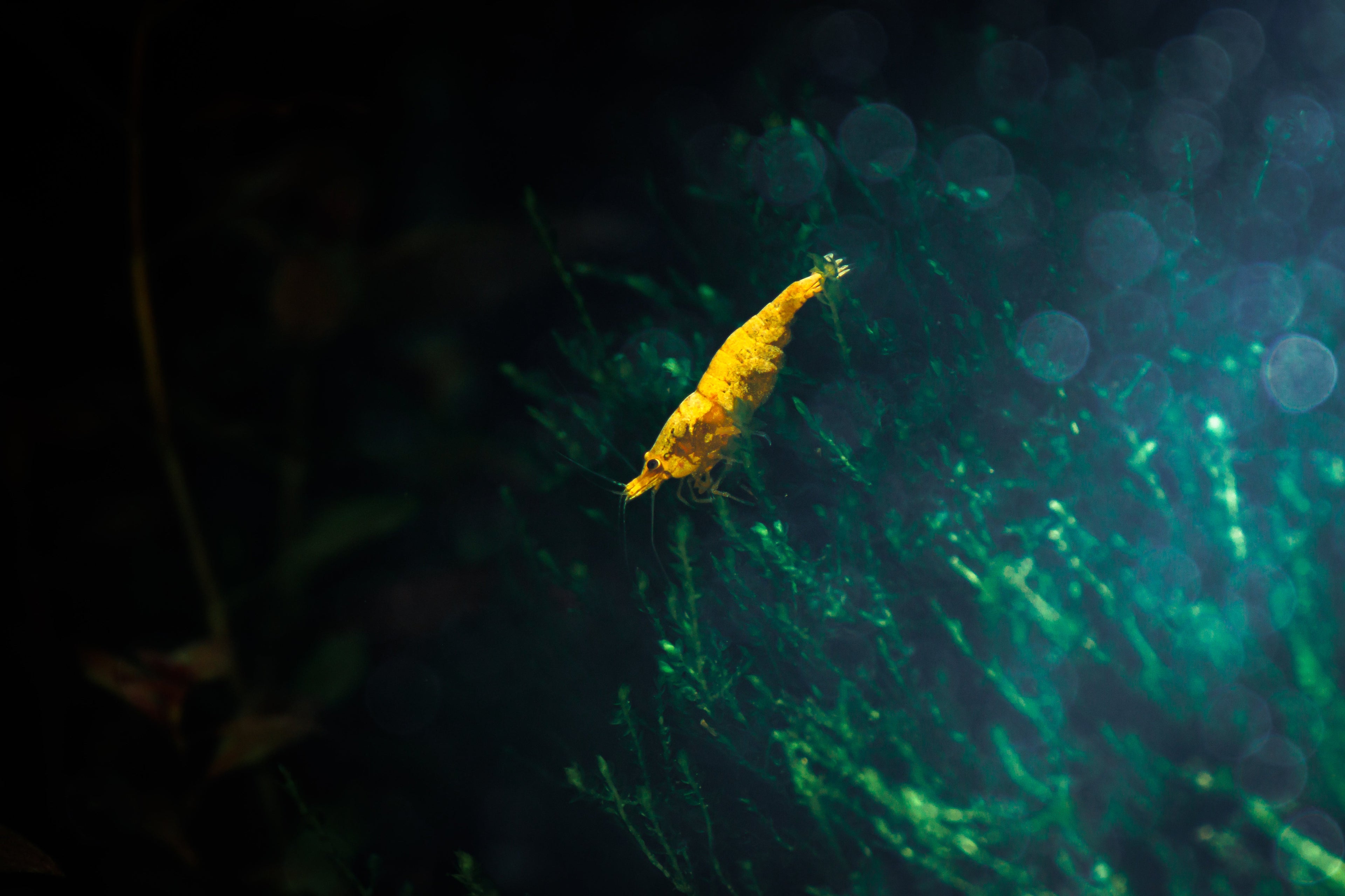 Yellow Goldenback Shrimp colony