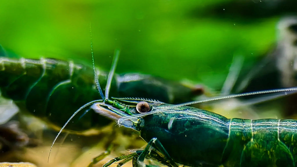 Green Jade Shrimp detail