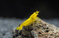 Yellow King Kong Shrimp (Caridina cantonensis), yellow-gold Taiwan Bee. Owner-supplied photo.
