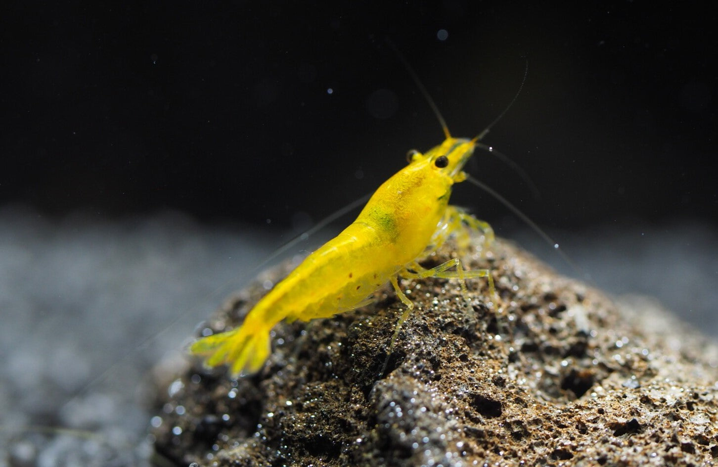 Yellow King Kong Shrimp (Caridina cantonensis), yellow-gold Taiwan Bee. Owner-supplied photo.